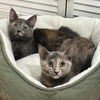 adoptable Cat in Arlington, VA named Mary and Mini