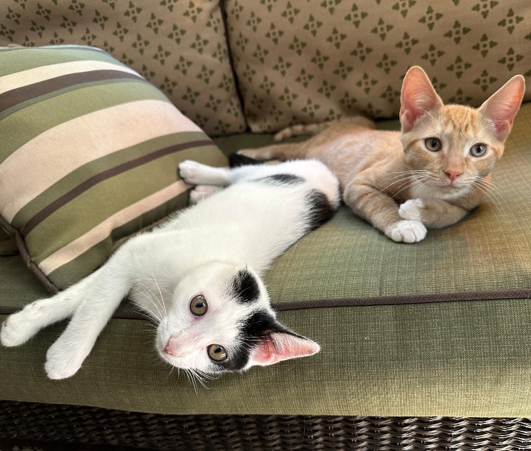 adoptable Cat in Arlington, VA named Wesley and Wrangler