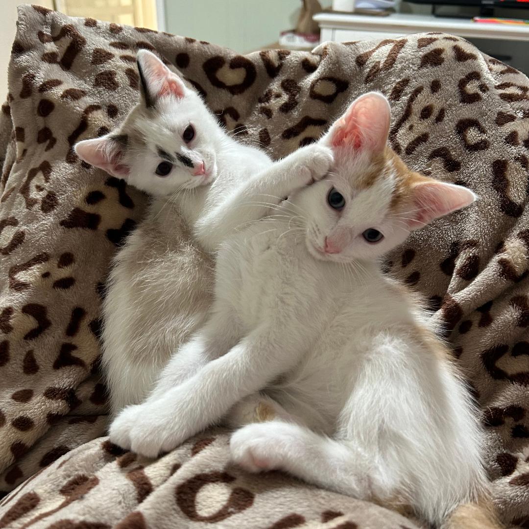 adoptable Cat in Arlington, VA named Macaroon and Chocolate Chip