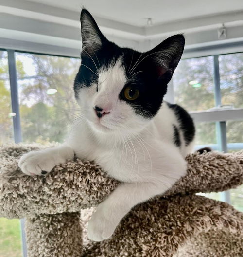 picture of the cat needing adoption