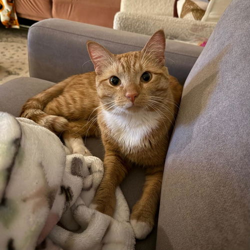 picture of the cat needing adoption