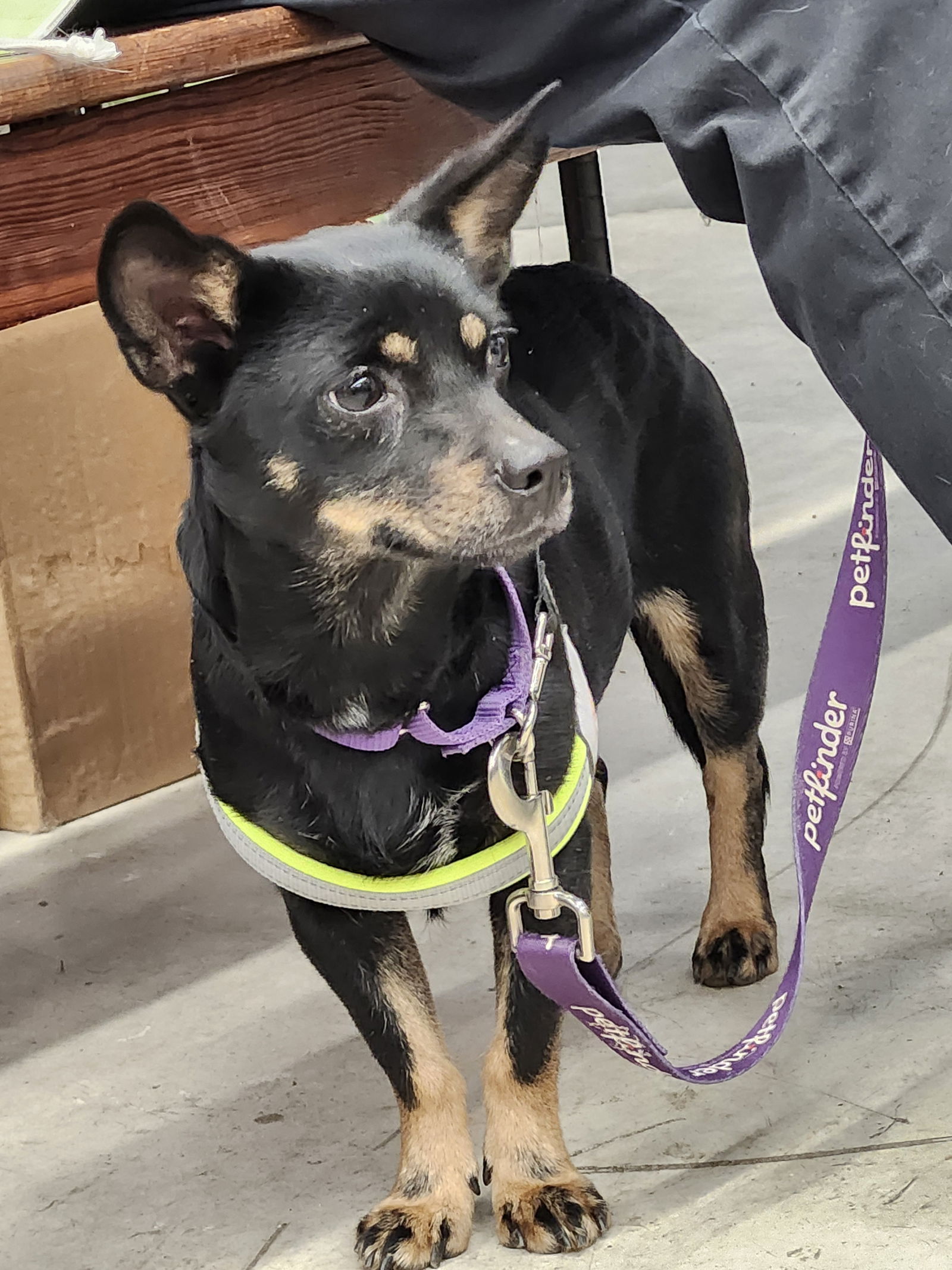 adoptable Dog in Arlington, VA named Pancake