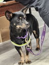 adoptable Dog in  named Pancake