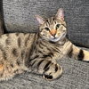 Luna - Photo 3