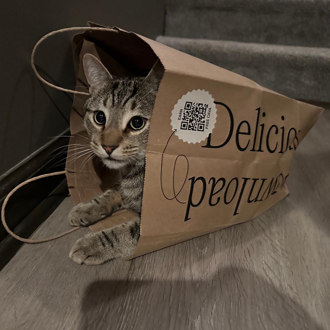 adoptable Cat in Arlington, VA named Luna