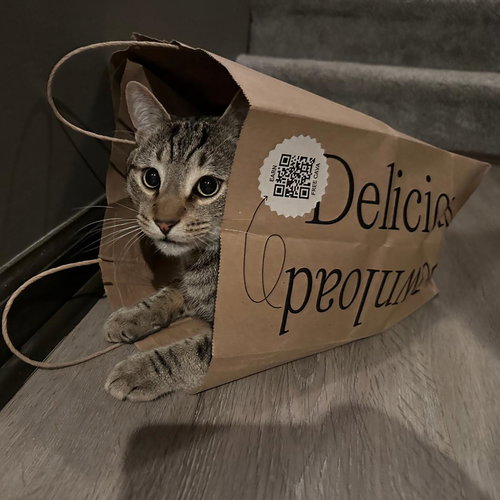 LUNA - Domestic Short Hair / Tabby available for adoption