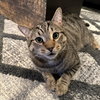 Luna - Photo 5