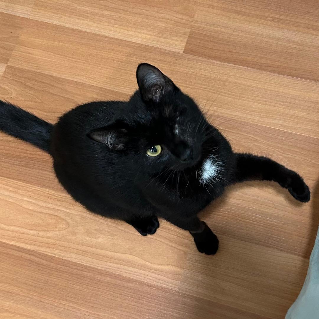 adoptable Cat in Arlington, VA named Pandora