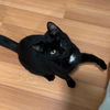 adoptable Cat in Arlington, VA named Pandora
