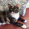 adoptable Cat in  named Missy Elliott