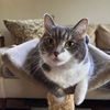 adoptable Cat in  named Celeste - Needs Foster Home