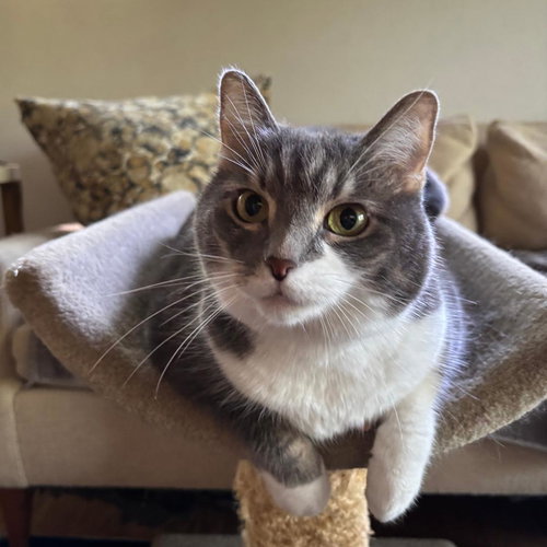 CELESTE - Domestic Short Hair / Tabby available for adoption