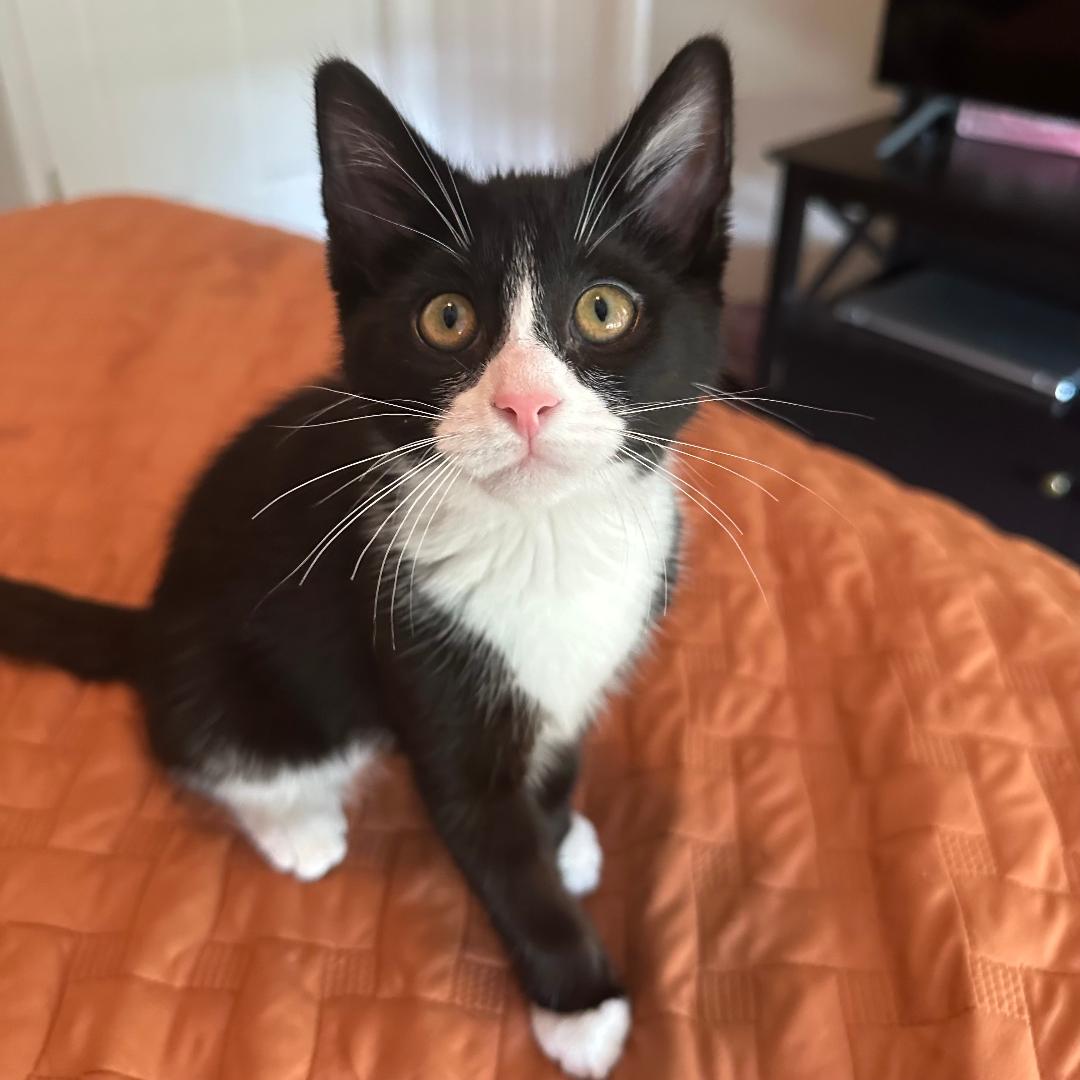 adoptable Cat in Arlington, VA named Opal