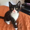 adoptable Cat in  named Opal