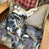 adoptable Cat in  named Katsanova and Nugget