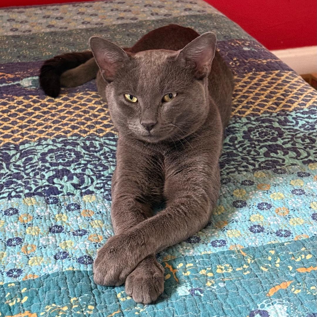 adoptable Cat in Arlington, VA named Bluey