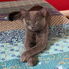 adoptable Cat in arlington, VA named Bluey