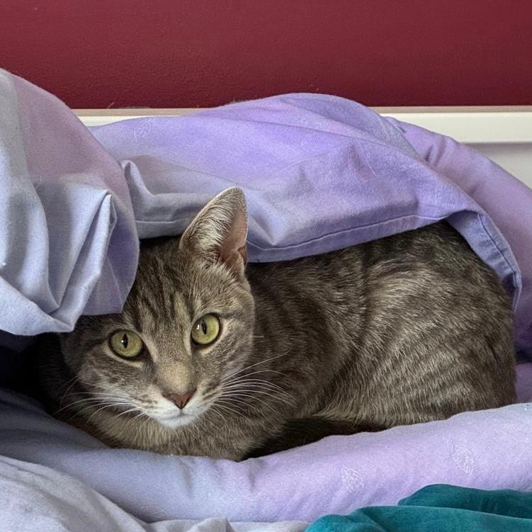 adoptable Cat in Arlington, VA named Trinket