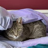 adoptable Cat in  named Trinket