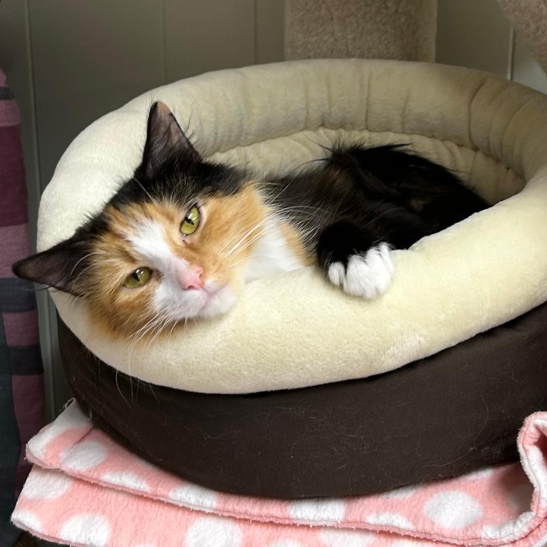 adoptable Cat in Arlington, VA named Goldilocks - Needs Foster Home