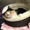 adoptable Cat in arlington, VA named Goldilocks - Needs Foster Home