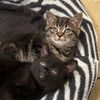 adoptable Cat in , VA named Patty, Seaweed & Dallas - Need Foster Home