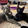 adoptable Cat in , VA named Percy and Oppy