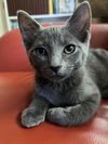 adoptable Cat in arlington, VA named Curie