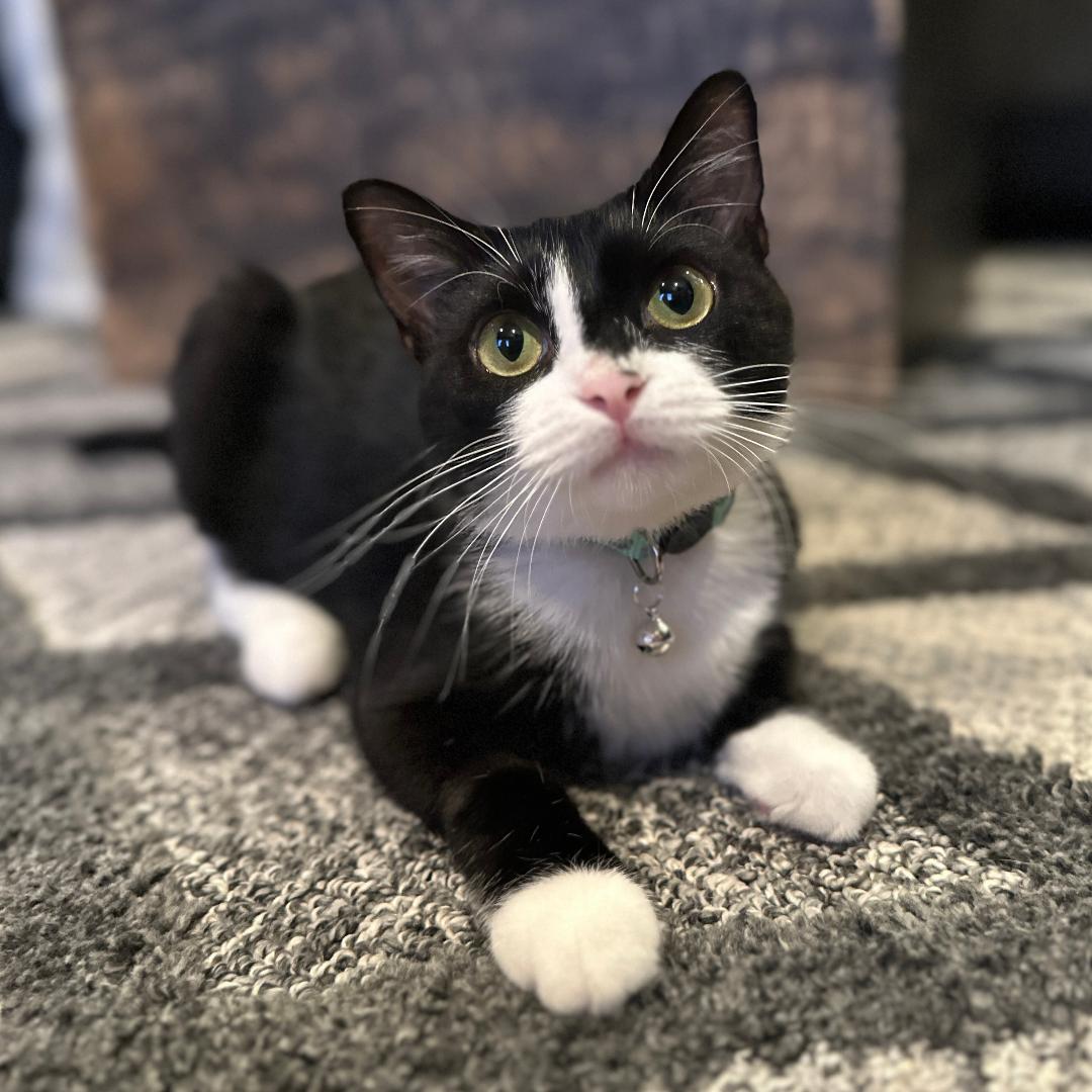 adoptable Cat in Arlington, VA named Minnie