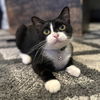 adoptable Cat in  named Minnie