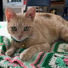 adoptable Cat in  named Andrey