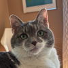 adoptable Cat in , VA named Nova - Needs Foster Home