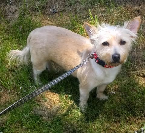 Teddy f/k/a Trooper, an adoptable Terrier in Arlington, VA