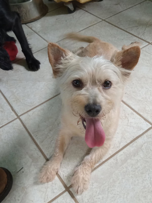 Teddy f/k/a Trooper