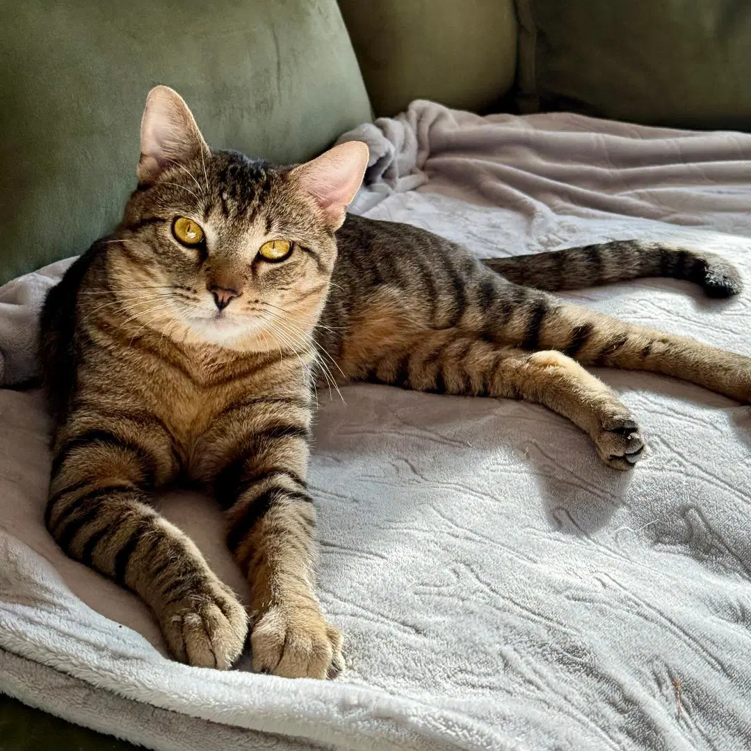 Champ - Domestic Short Hair