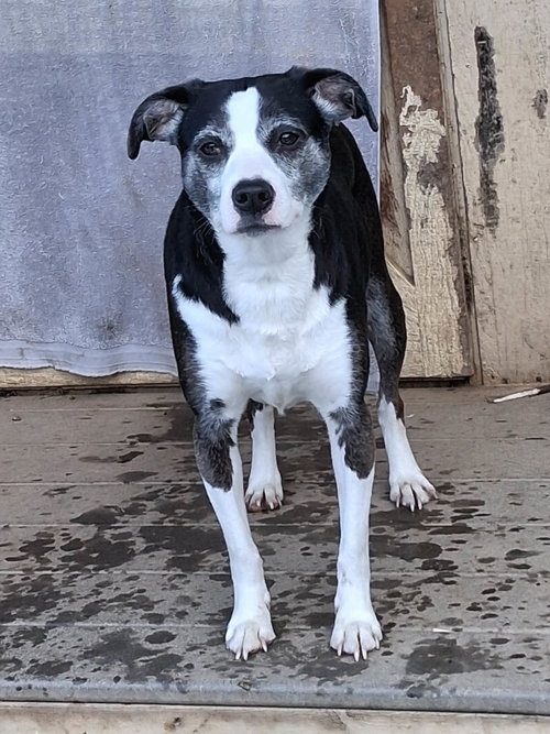 Mindy, an adoptable Unknown breed in Arlington, VA
