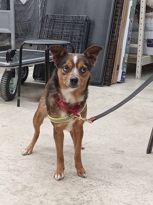 Poppy, an adoptable Australian Shepherd in Arlington, VA