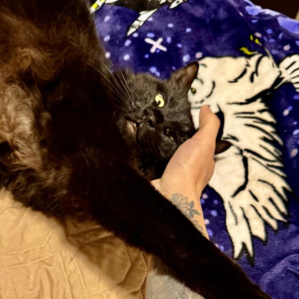 Nova (Adopted!)