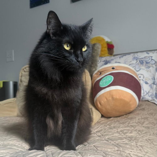 Nova, an adoptable Domestic Long Hair in Arlington, VA
