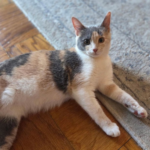 Lily (Adopted!), an adoptable Domestic Short Hair in Arlington, VA