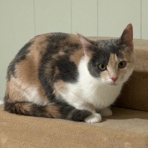 Lily (Adopted!)