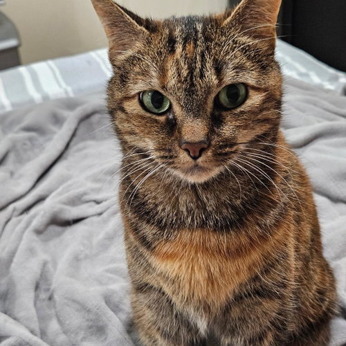 Bella, an adoptable Domestic Short Hair in Arlington, VA