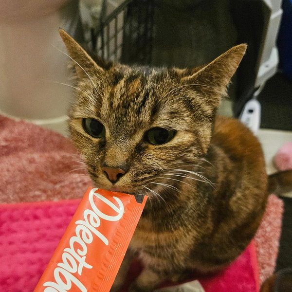 Bella (Adopted!)