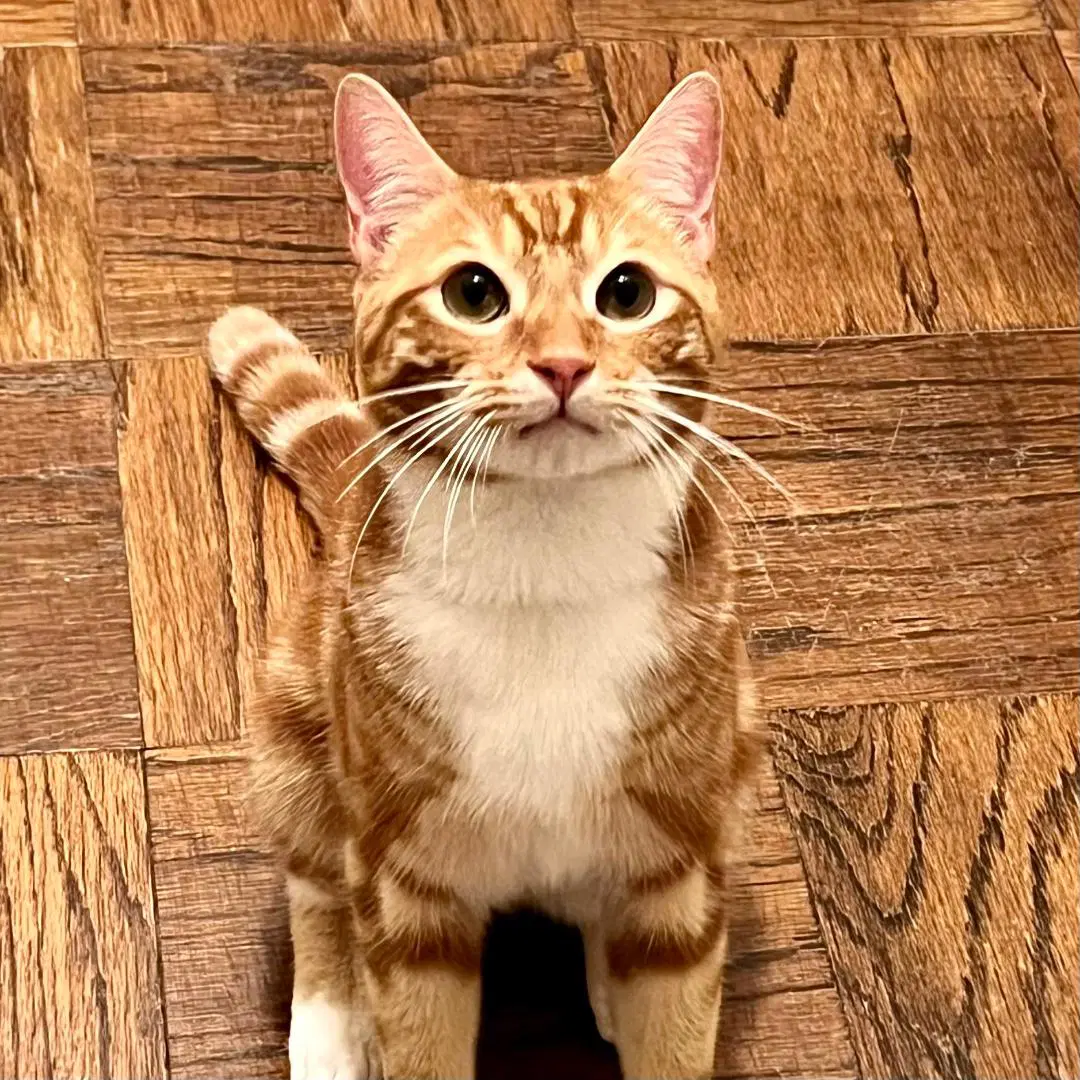 Mango - Domestic Short Hair