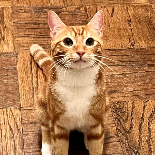 Mango