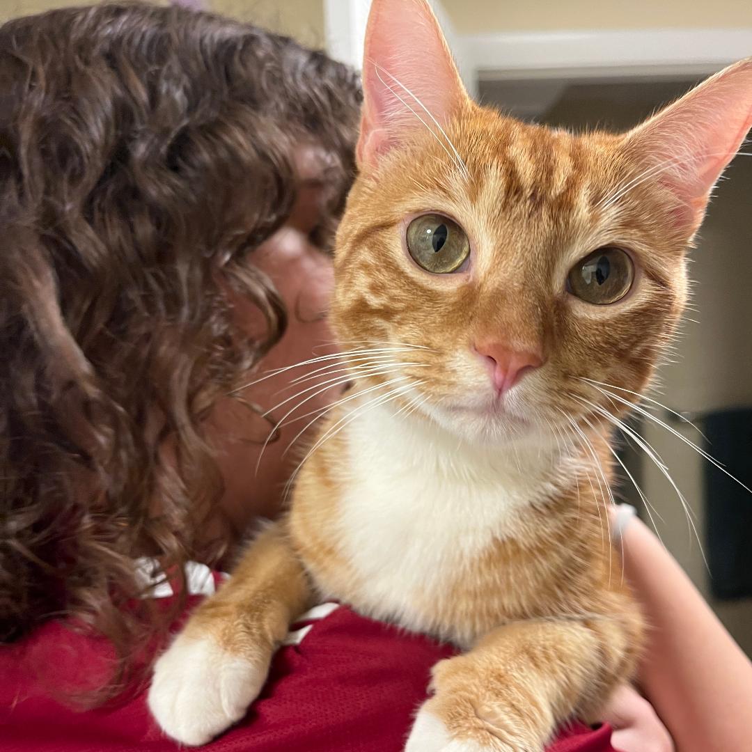 Mango (Adoption Pending!), photo 5