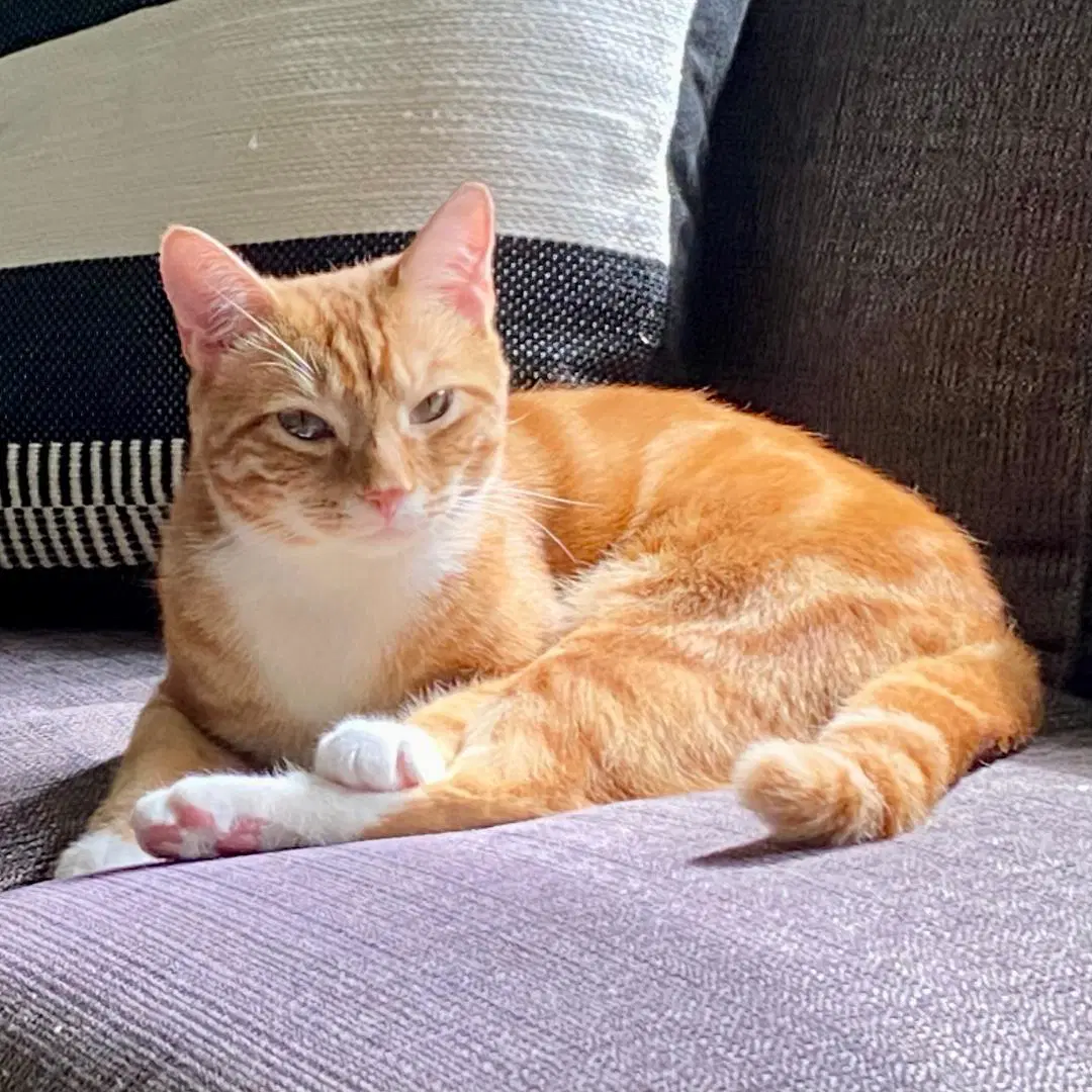 Mango - Domestic Short Hair