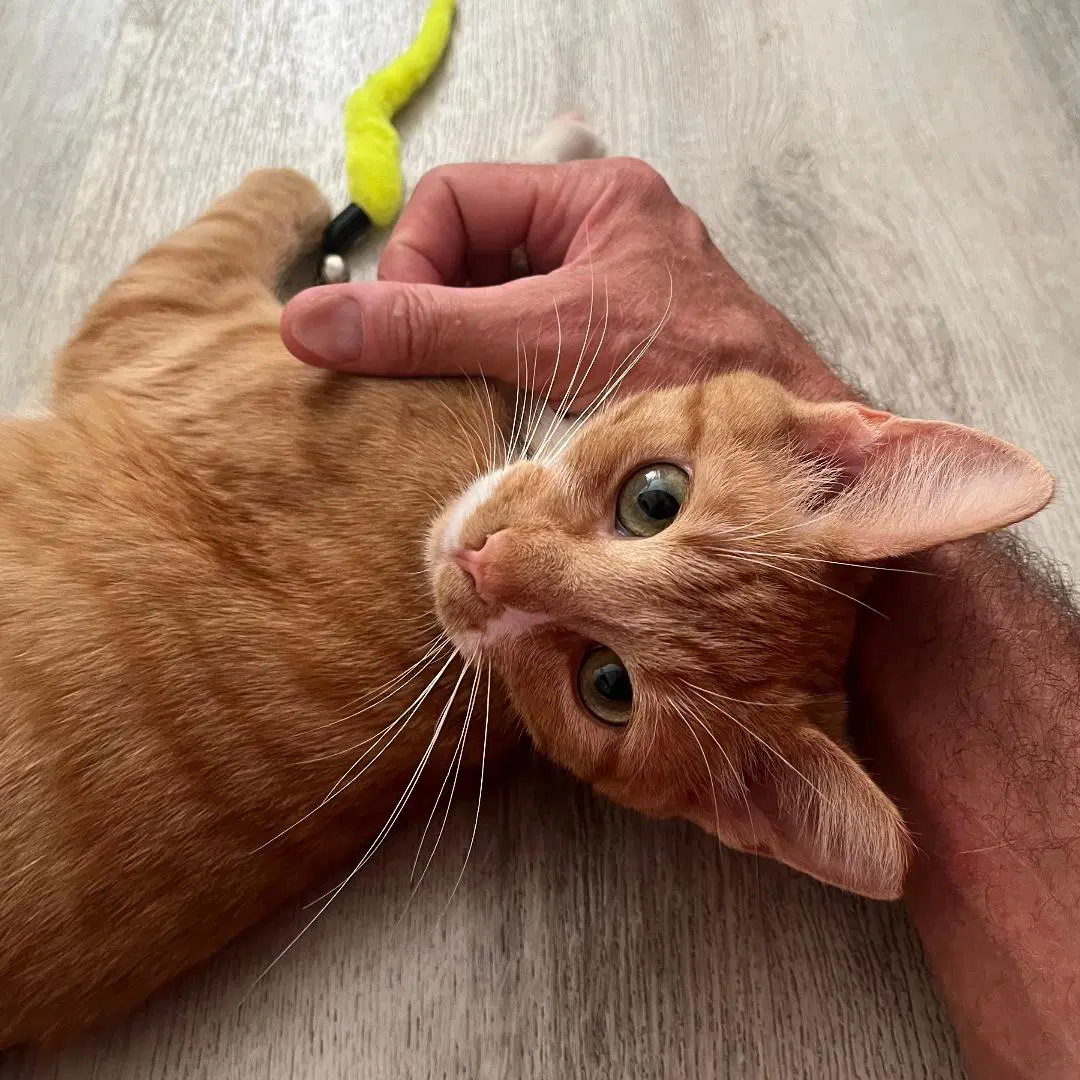 Ginger image 2