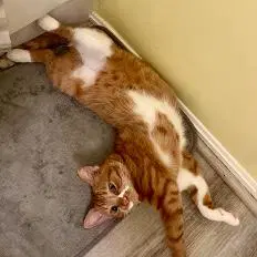 Ginger image 3
