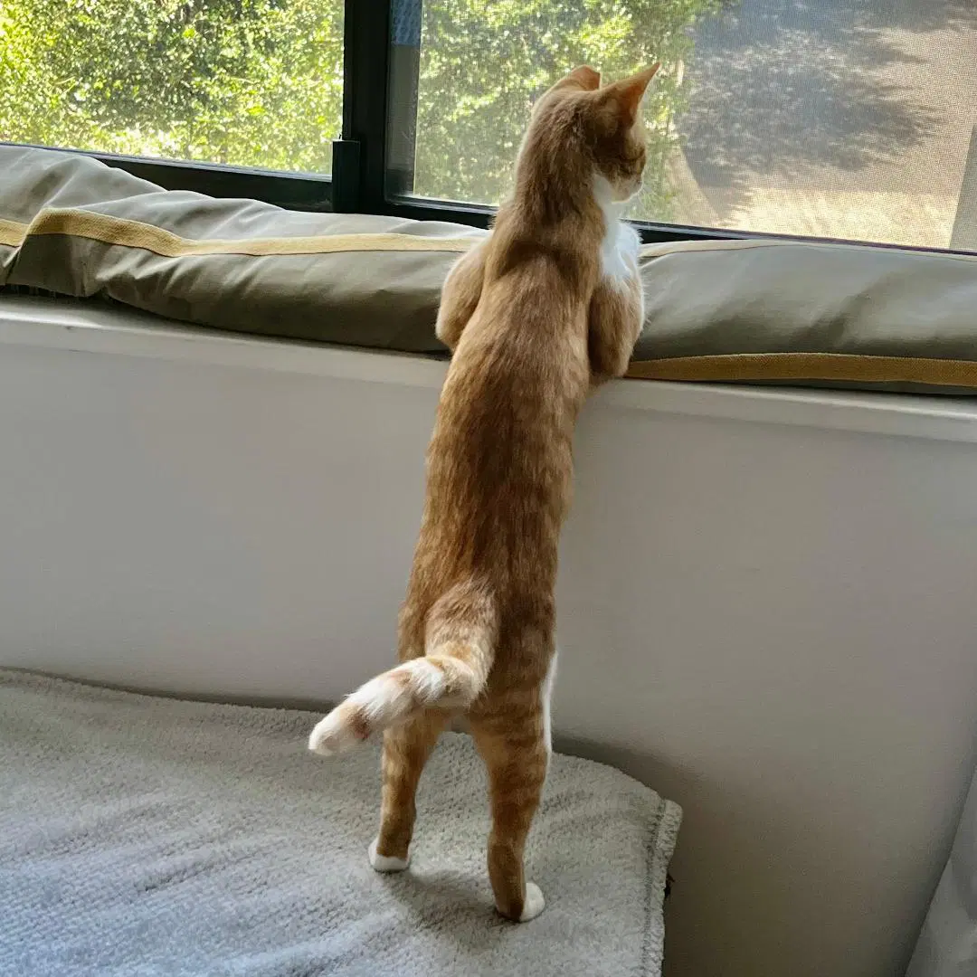Ginger image 4